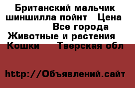Британский мальчик шиншилла-пойнт › Цена ­ 5 000 - Все города Животные и растения » Кошки   . Тверская обл.